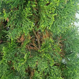Thuja, dry twigs here and there ARM EN Community