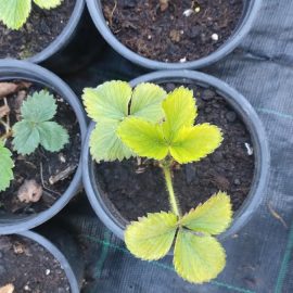 Strawberry, plants with yellow leaves and plants with dry leaves ARM EN Community