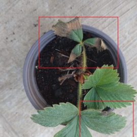 Strawberry, plants with yellow leaves and plants with dry leaves ARM EN Community