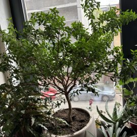 Indoor ornamental plants, tips and recommendations for flowering Myrtle ARM EN Community