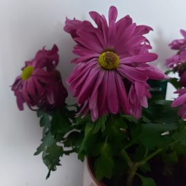 Chrysanthemums, leaves and petals that are drooping shortly after purchase ARM EN Community