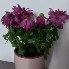 Chrysanthemums, leaves and petals that are drooping shortly after purchase ARM EN Community