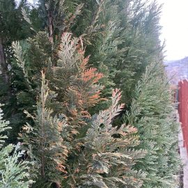 Thuja, the leaves have changed their color ARM EN Community