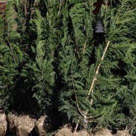 Cypress, Cupressocyparis Leylandii, planting with rootball ARM EN Community