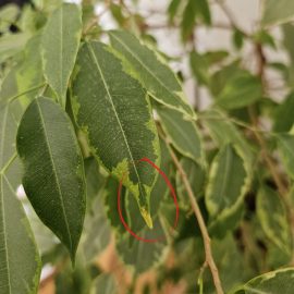 Ficus, affected leaves that later fall off ARM EN Community