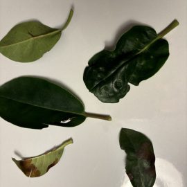 Rhododendron, leaves with small brown spots ARM EN Community