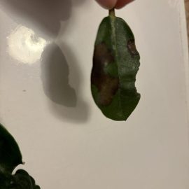 Rhododendron, leaves with small brown spots ARM EN Community