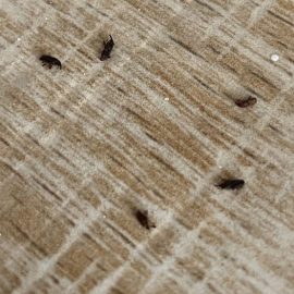 Pest Control, cockroaches in the apartment, on the walls, in all rooms ARM EN Community
