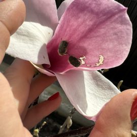 Hairy beetle on my magnolia ARM EN Community