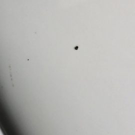 Pest Control, Small black insects, possibly from pigeons ARM EN Community