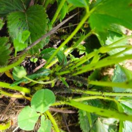 Strawberry, black insects on the stem of the strawberry bushes ARM EN Community
