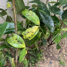 Cherry laurel, deterioration after planting ARM EN Community
