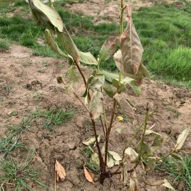 Cherry laurel, deterioration after planting ARM EN Community