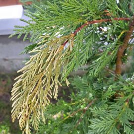 Leylandii cypress with yellowed and dried tips ARM EN Community