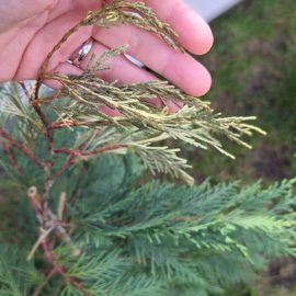 Leylandii cypress with yellowed and dried tips ARM EN Community