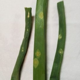 Onion, rusty spots on the leaves ARM EN Community
