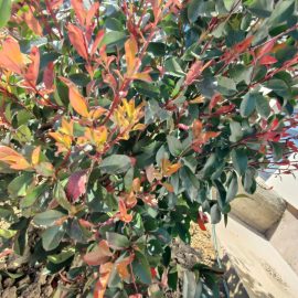 Photinia, black spots, tiny leaves, dry red at the tips ARM EN Community