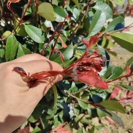 Photinia, black spots, tiny leaves, dry red at the tips ARM EN Community