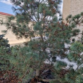 Pine, from autumn began the massive fall of its needles ARM EN Community