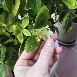 Euonymus, black spots on the leaves ARM EN Community