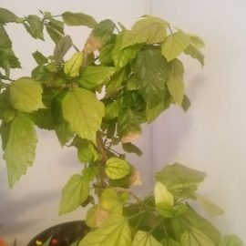 Shoeblackplant, pale leaves, growth stagnation ARM EN Community