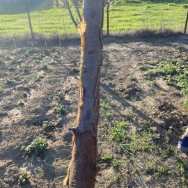 Apple tree, drying, trunk and branch exfoliation, glue on the trunk ARM EN Community