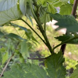 Raspberry, green eggs and ants – aphid attack ARM EN Community