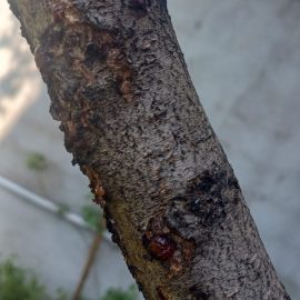 Peach tree, aphid attack, blistered leaves ARM EN Community