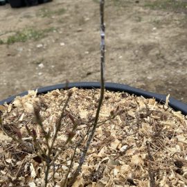 Blueberry shrub, deposits, white lime on the stem ARM EN Community