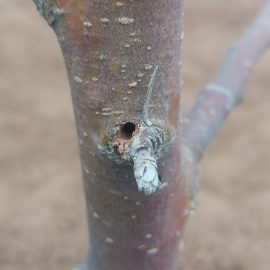Apple tree, hole in the trunk ARM EN Community