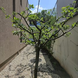 Apple tree, leaves affected by powdery mildew ARM EN Community