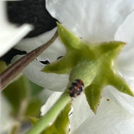 Pear tree, a beetle in tree’s flowers ARM EN Community