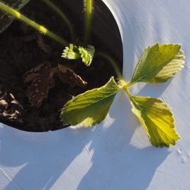 Strawberry, yellowing leaves, spots ARM EN Community