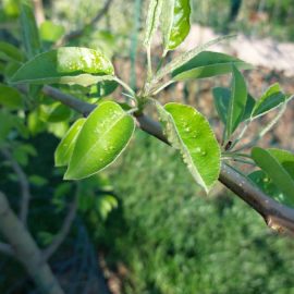 Pear tree, leaves attacked by pests ARM EN Community