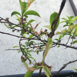 Peach tree – leaves with blisters ARM EN Community