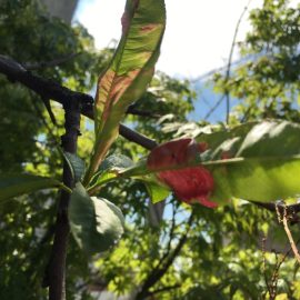 Peach tree – leaves with blisters ARM EN Community