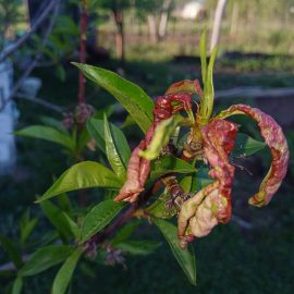 Peach tree, young twisted and blistered leaves ARM EN Community