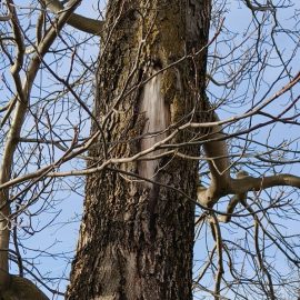 Walnut tree, cracked bark, treatments ARM EN Community