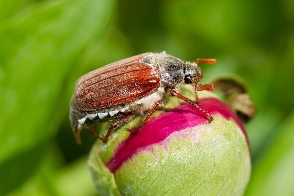 escarabajo-sanero