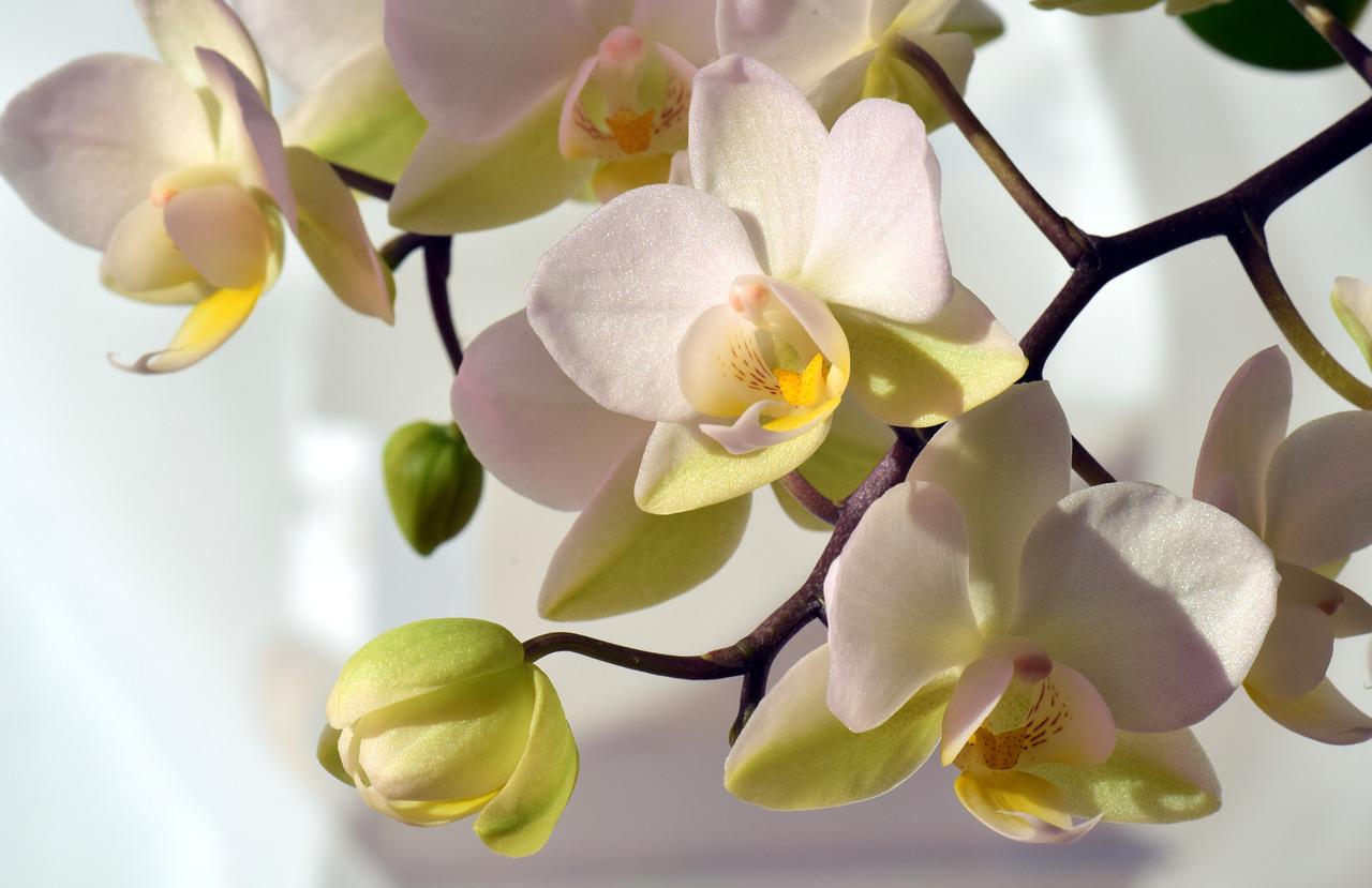 Las orquídeas