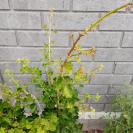 Grosella espinosa con hojas secas ARM ES Community