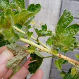 Grosella espinosa con hojas secas ARM ES Community