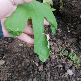 Higuera en el jardín – hojas deterioradas ARM ES Community