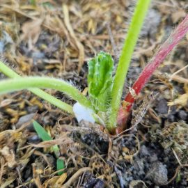 Salivazo en mis plantas de fresa – ¿qué puedo aplicar? ARM ES Community