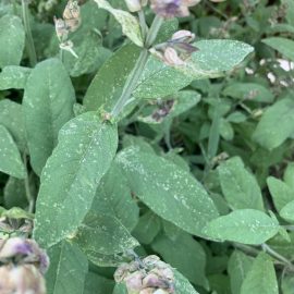 Salvia con manchas blancas en las hojas ARM ES Community