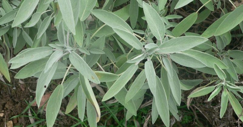 Salvia - plantación, cultivo y cosecha
