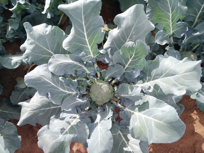 Brócoli, información sobre el manejo de cultivos