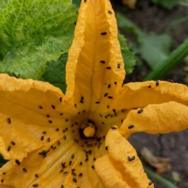 Flores de calabacín atacadas por insectos ARM ES Community