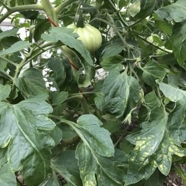 ¿Por qué aparecen estas manchas en las hojas del tomate? ARM ES Community