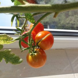 Tomates agrietados ARM ES Community